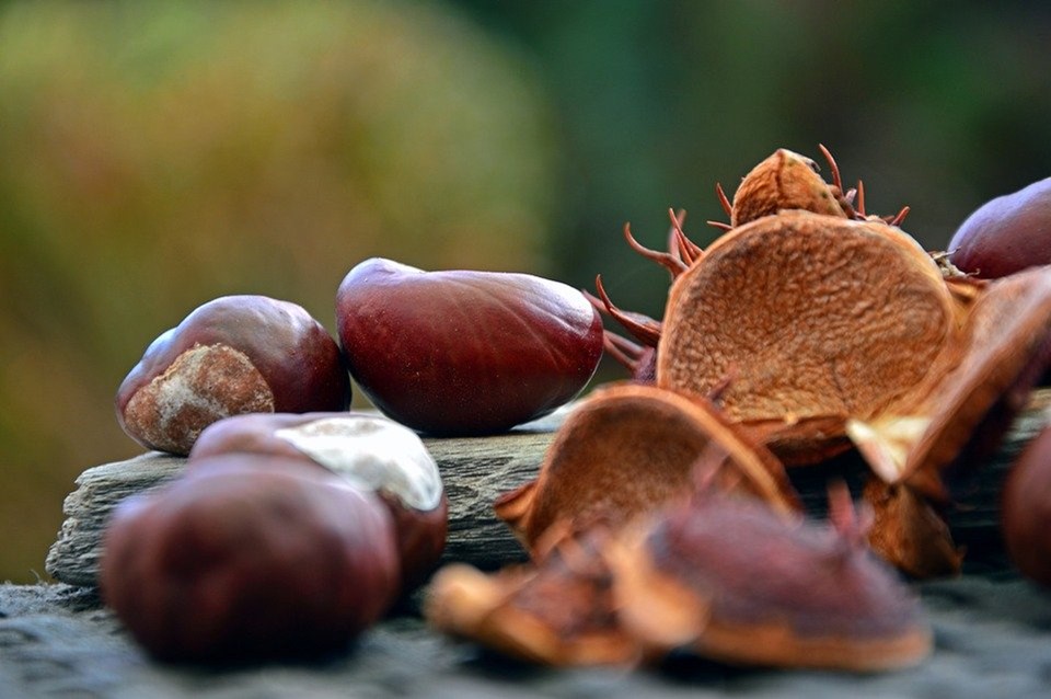 WOOD PAN AND CHESTNUT